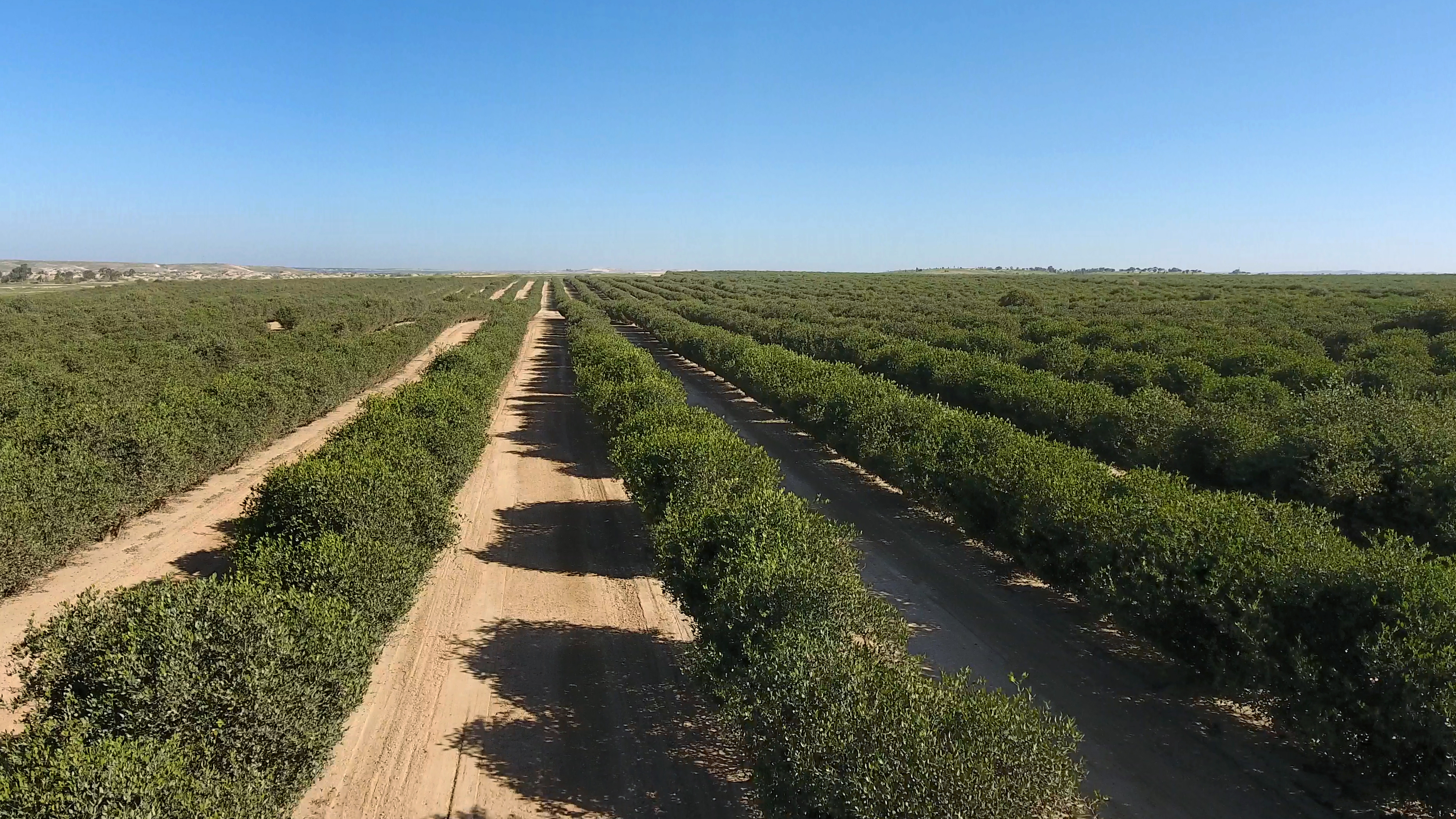 Aerial view of lush jojoba farm rows