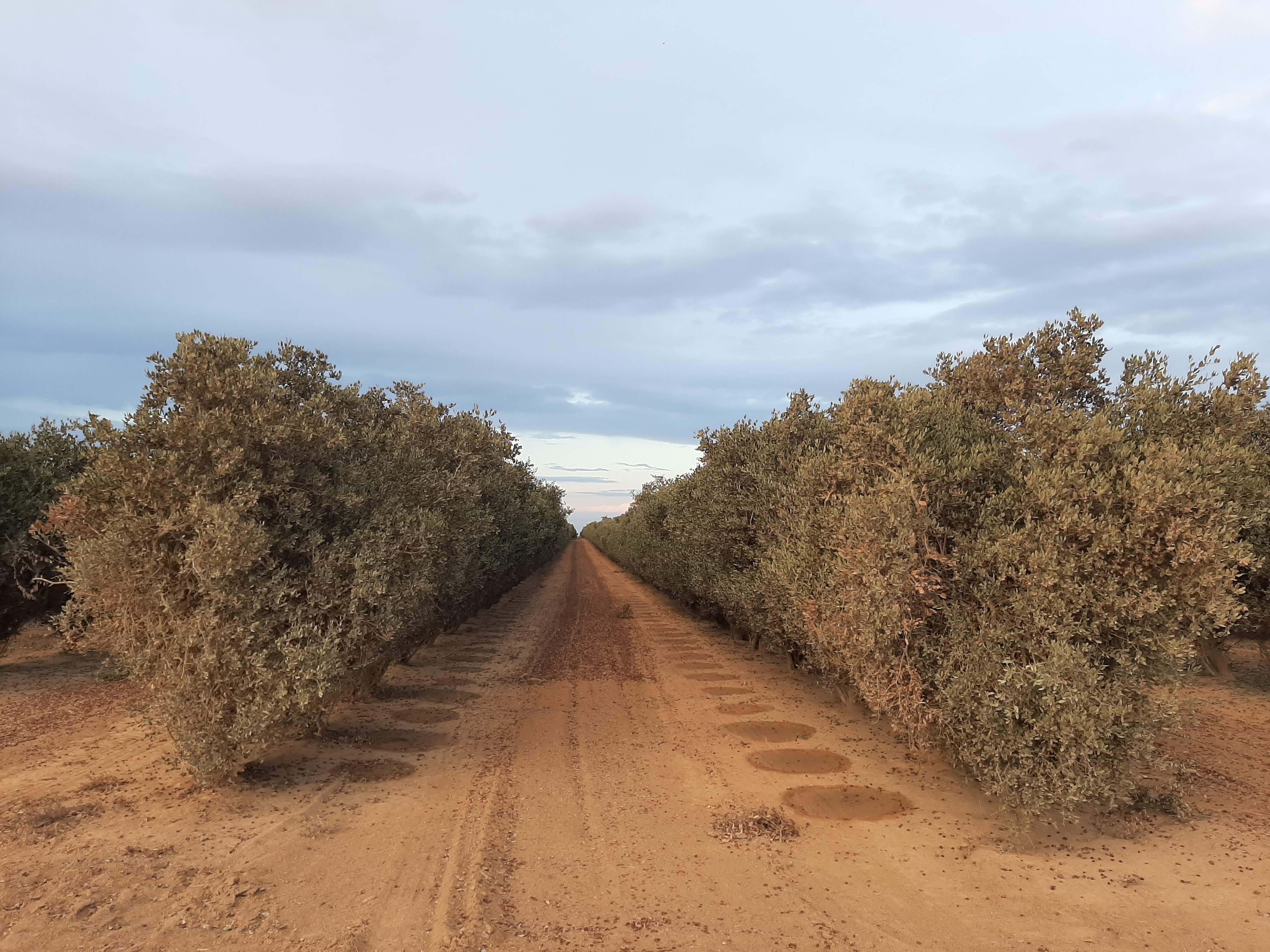 Jojoba farm rows stretching to the horizon
